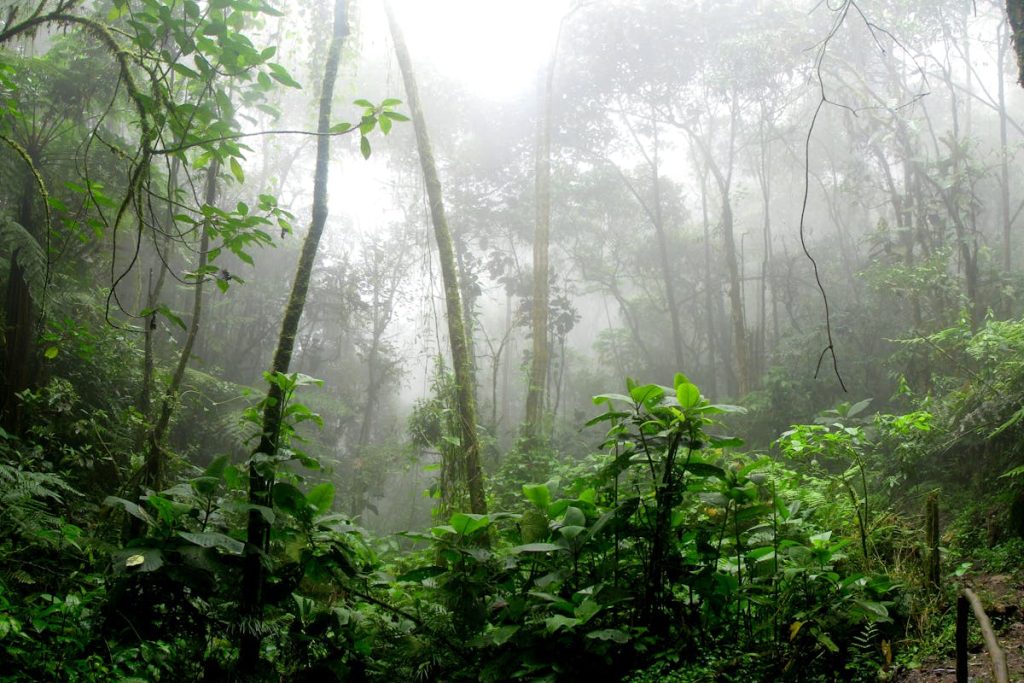 Sabores da Amazônia