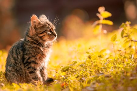 enriquecimento ambiental para gatos