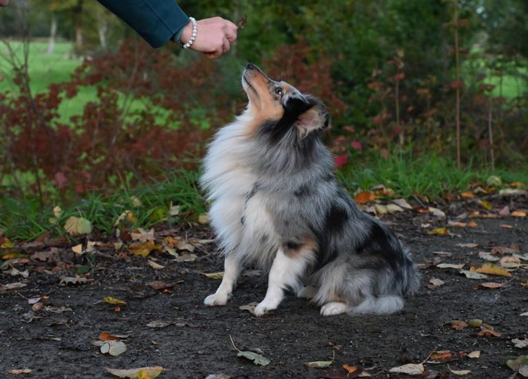 adestramento de cães