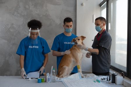 medicamentos em cães